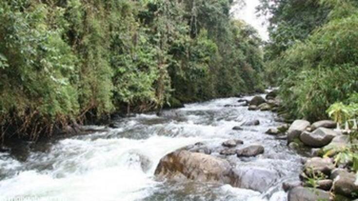 Panorama de los bosques en Colombia