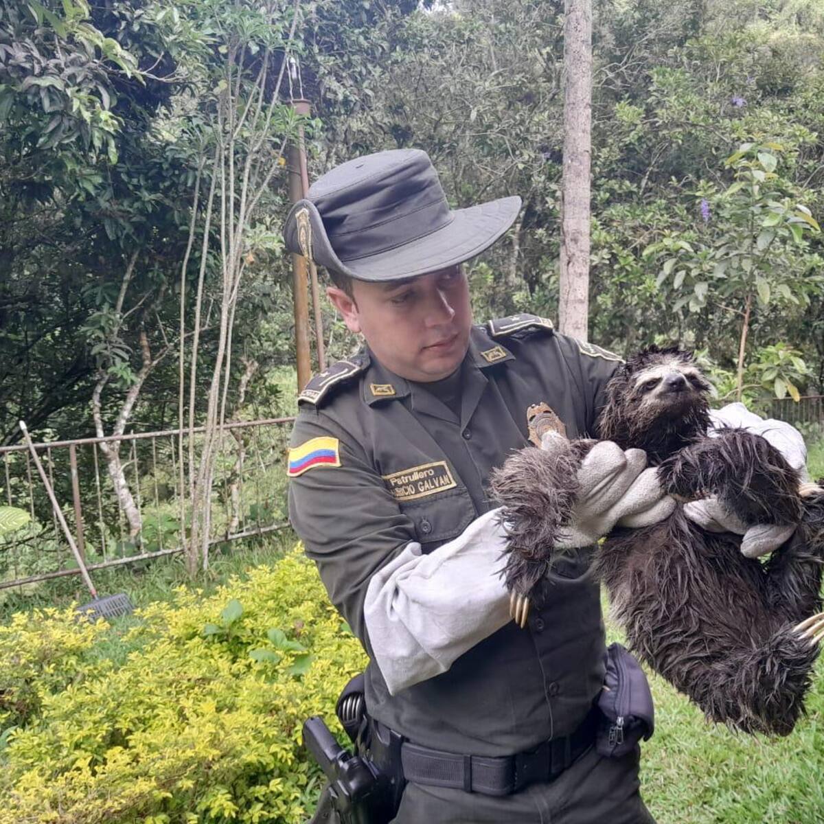 Policía ambiental rescató a oso perezoso en Floridablanca