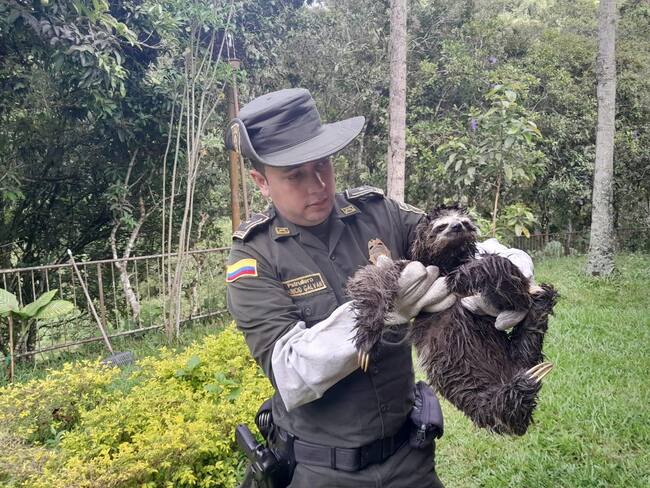 Policía ambiental rescató a oso perezoso en Floridablanca