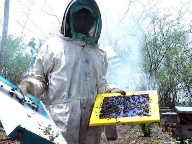 Denuncian exterminio indiscriminado de abejas cerca de reserva natural de Chíquiza, Boyacá