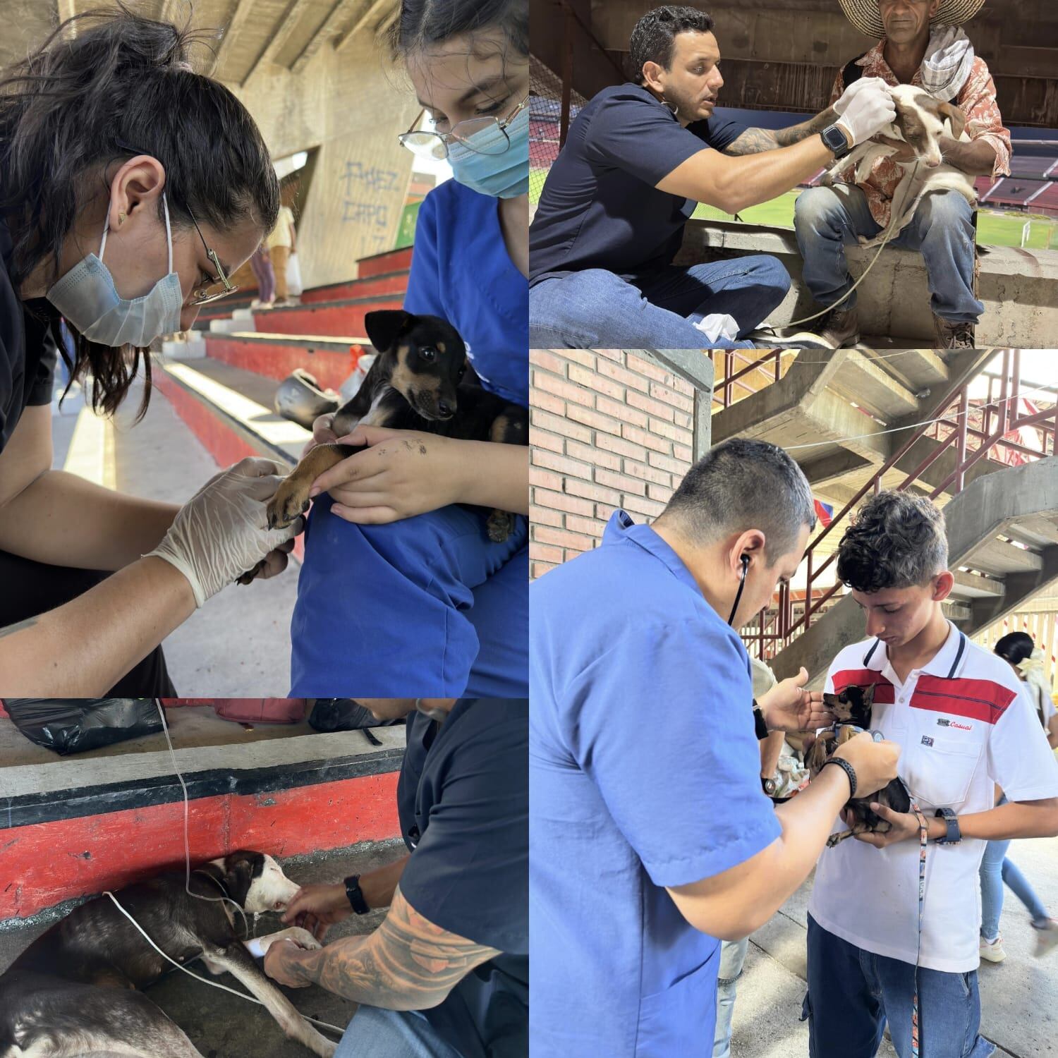 Atención de animales de familias desplazadas del Catatumbo / Foto: Cortesía