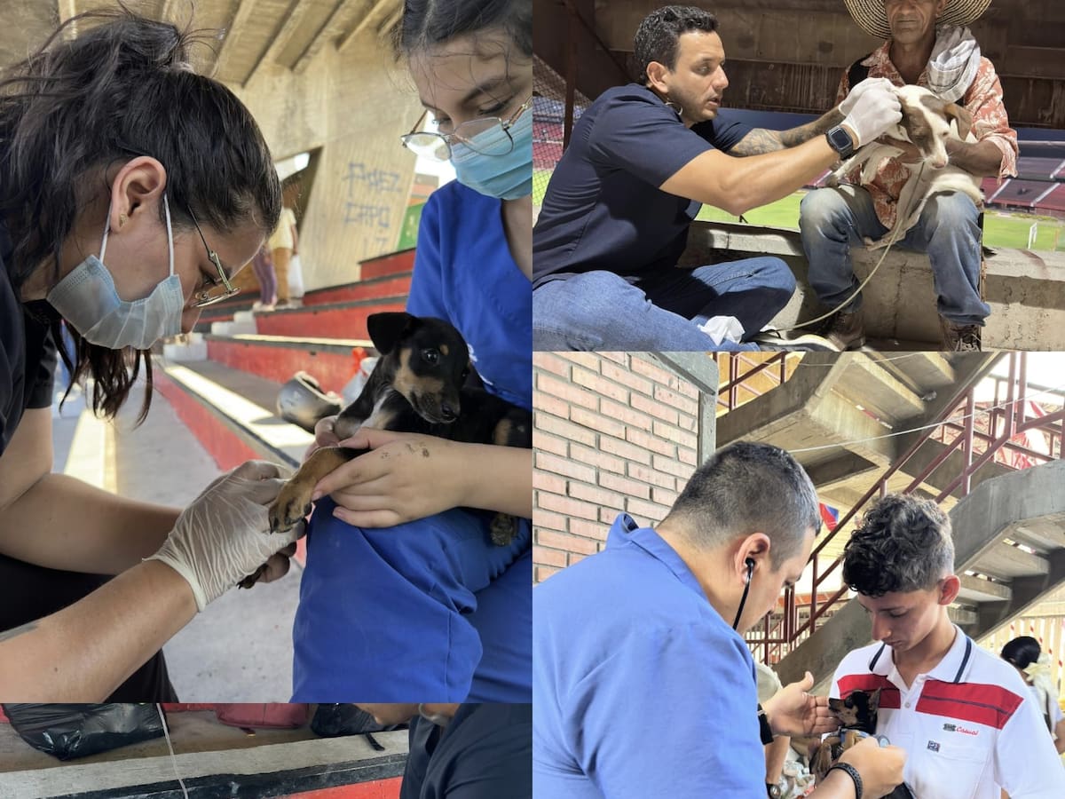 Miles de animales de compañía del Catatumbo han sido atendidos en la ciudad de Cúcuta