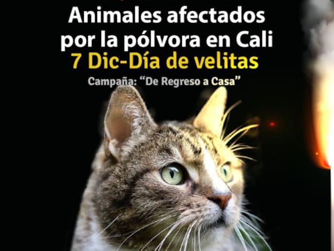 El Día de las Velitas en Cali dejó más de cien animales afectados por la pólvora sonora