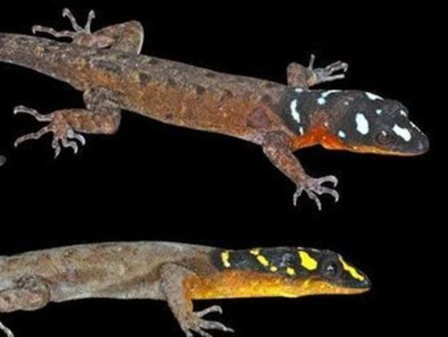 Descubren más de 400 nuevas especies en el Amazonas