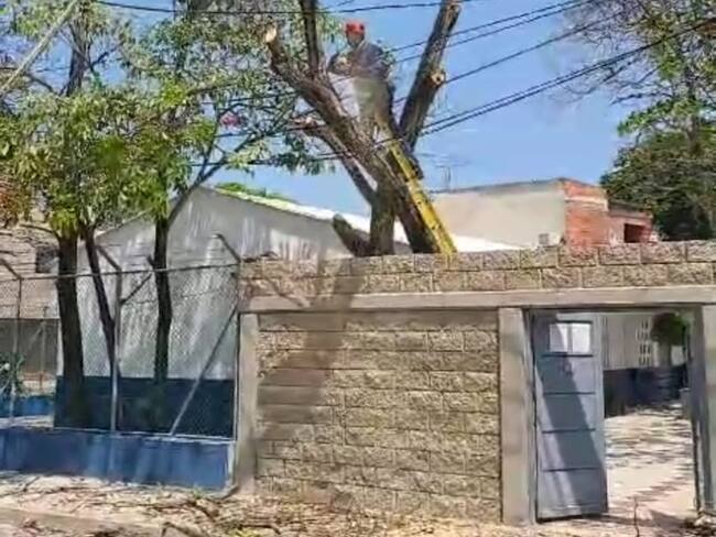 EPA Cartagena inspecciona árboles en instituciones educativas del Distrito