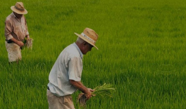 Cultivo de arroz