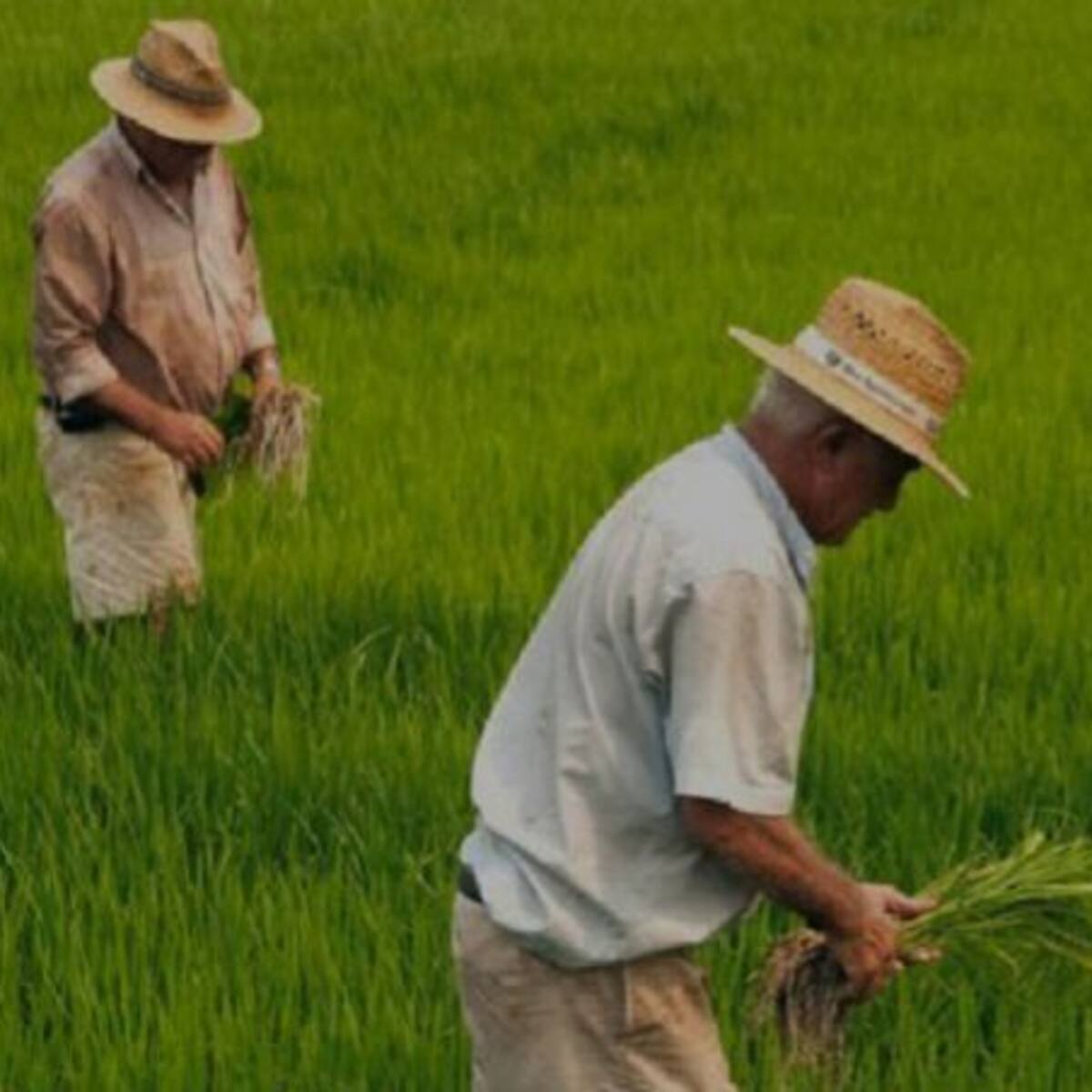 Productores de arroz advierten sobre profundización de su crisis