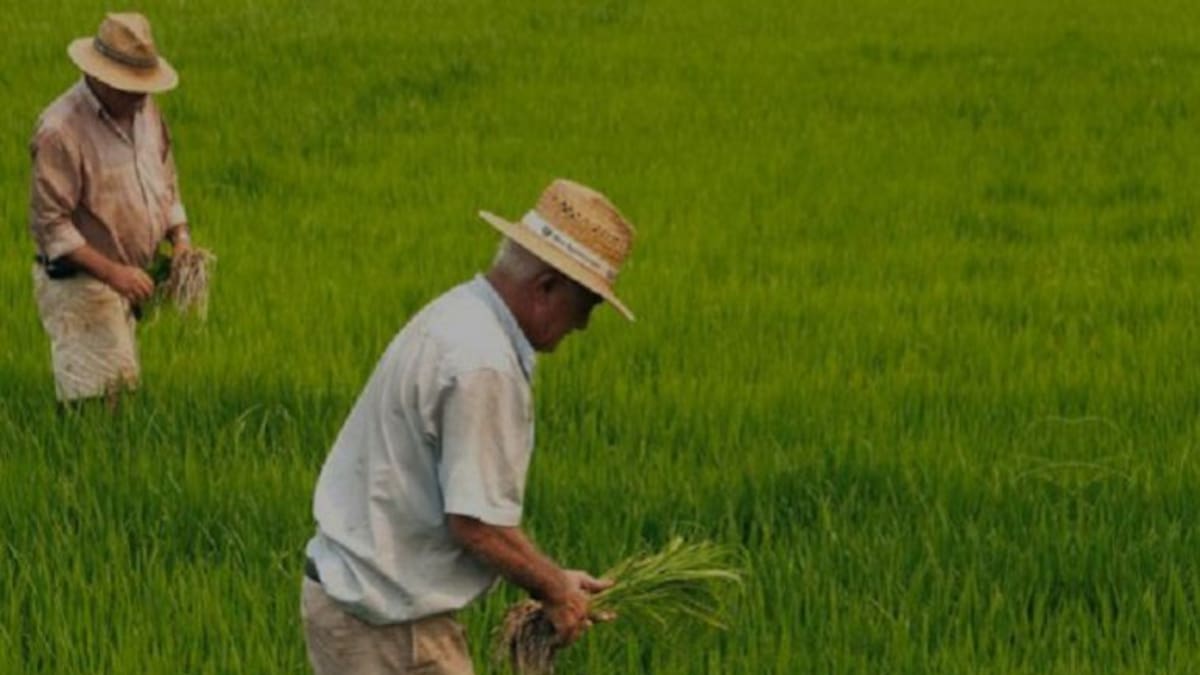 Sigue la mala hora de los cultivadores de arroz en el Tolima