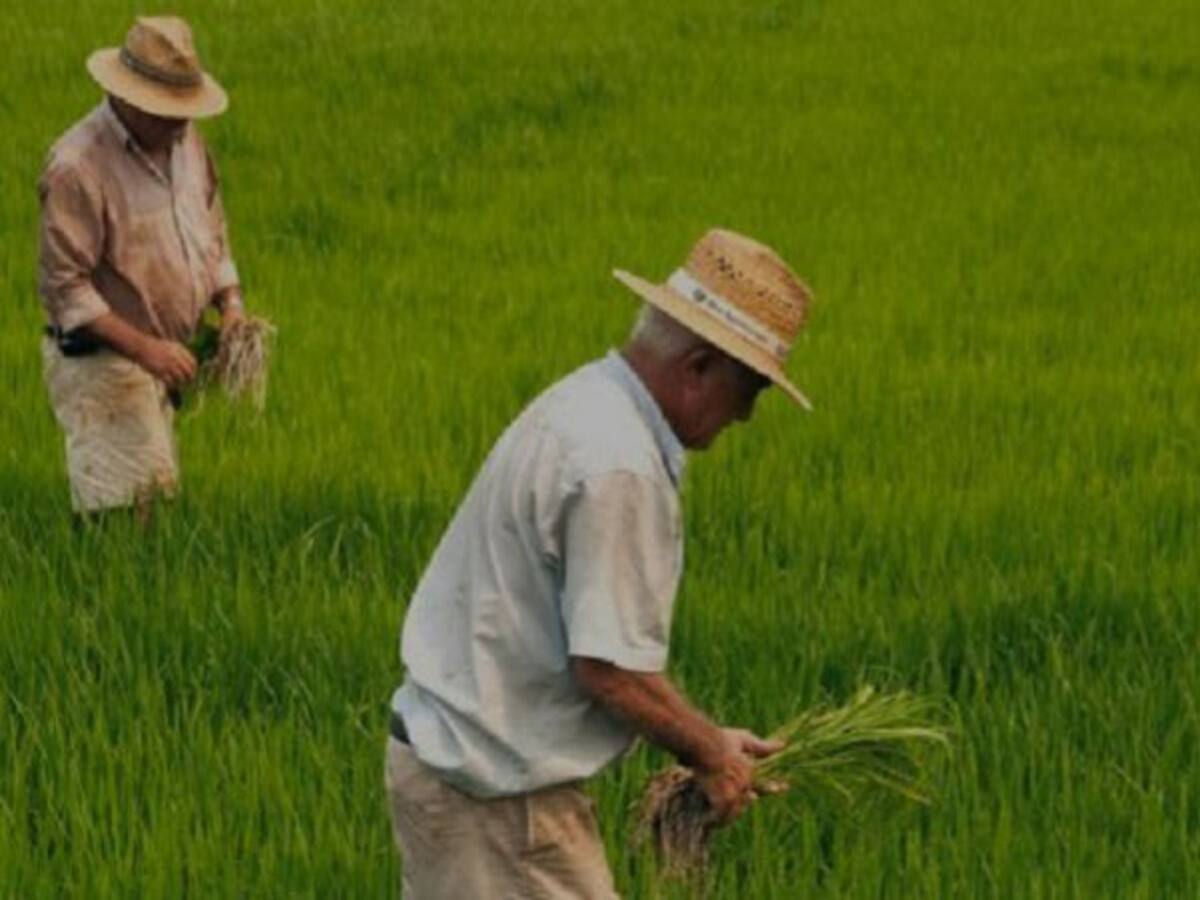 Sigue la mala hora de los cultivadores de arroz en el Tolima