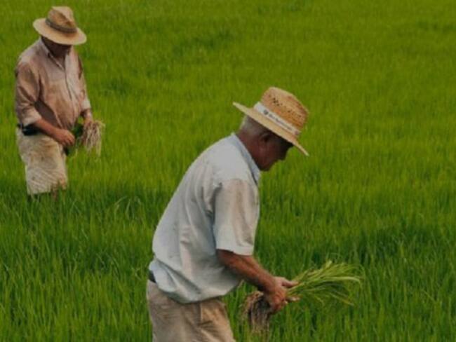 Cultivo de arroz