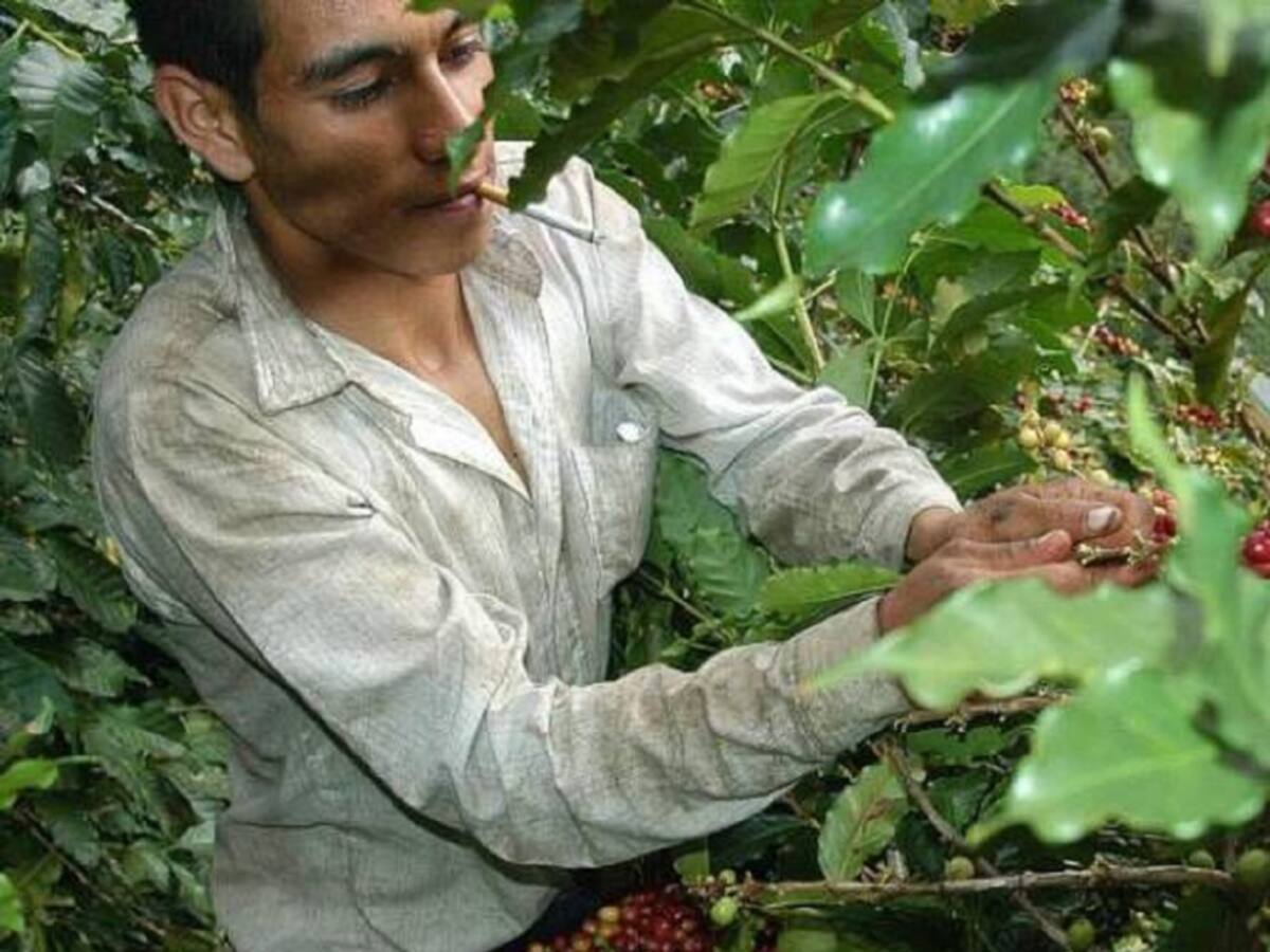 Cafeteros solicitan apoyo a la federación para superar dificultades