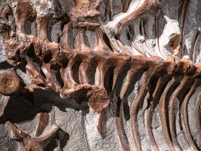 Hallan huevo dentro de un fósil de dinosaurio en perfectas condiciones