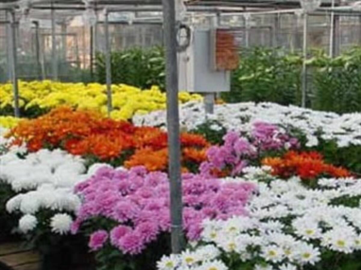 Baja en Colombia producción de flores para San Valentín