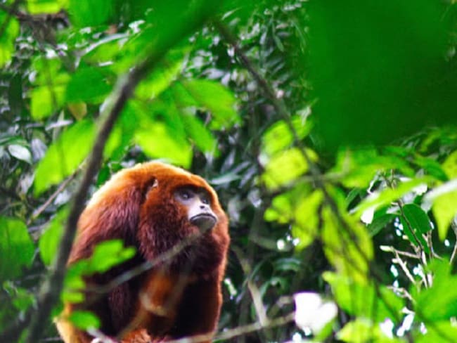 Mono Aullador, es una de las especies mas llamativas del santuario