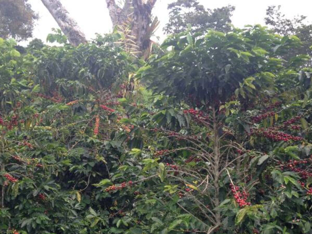 En Caldas toman medidas para afrontar el Fenómeno de El Niño