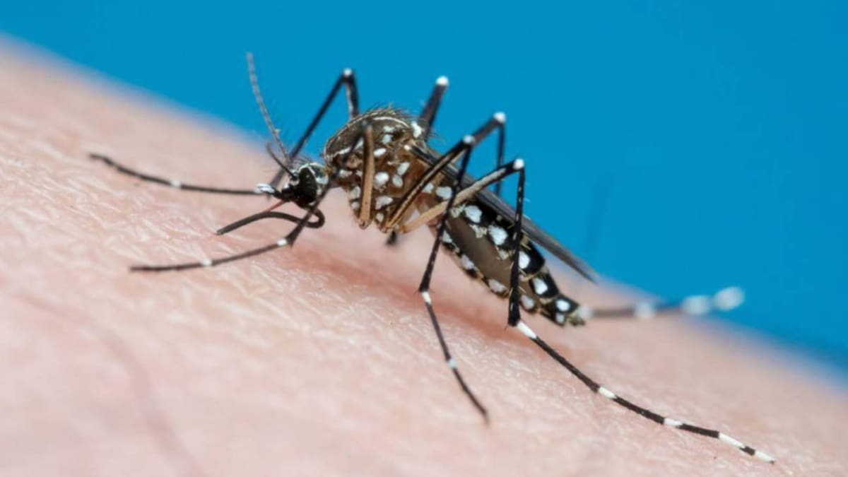 Dos personas muertas en Risaralda por contagio de dengue