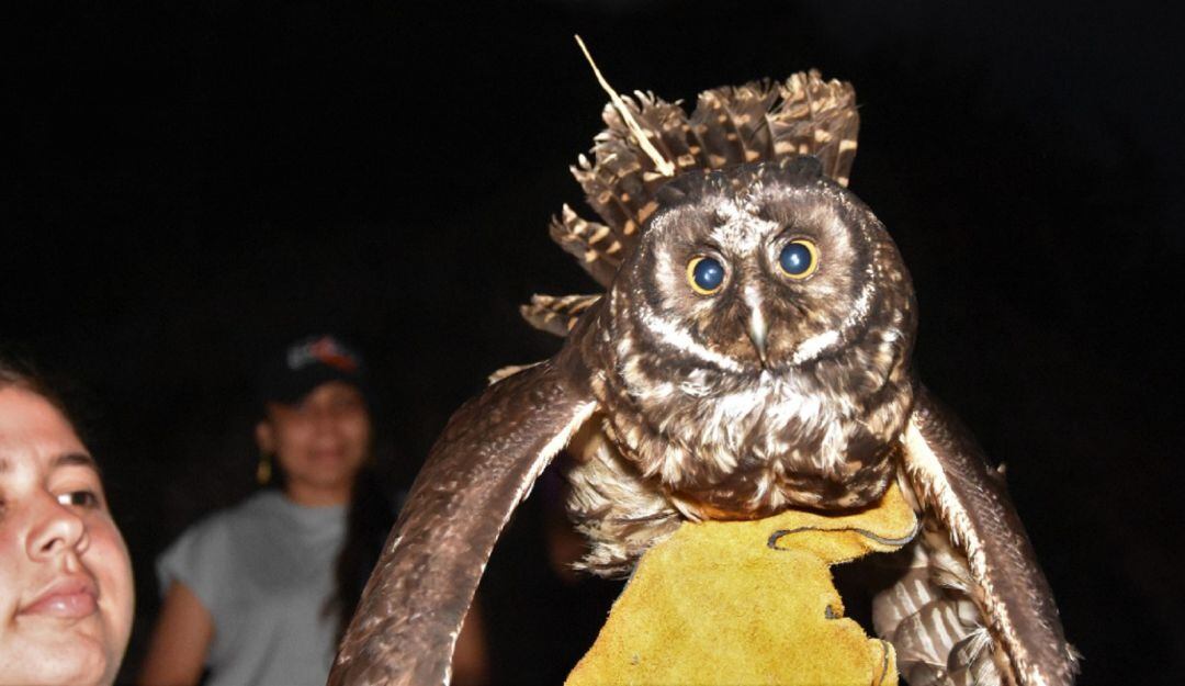 Estas especies fueron rescatadas tras el llamado de la comunidad y por entregas voluntarias.