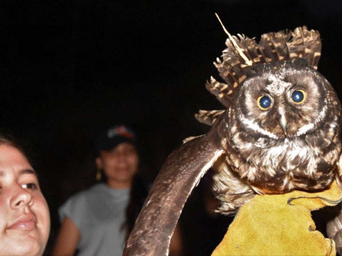 Diez animales silvestres regresan a su hábitat natural en Huila