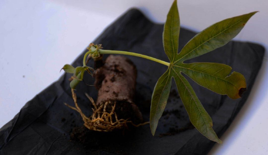 La materia prima es el almidón de yuca y su capacidad de biodegradación bajo condiciones de compostabilidad, posibilita la desintegración