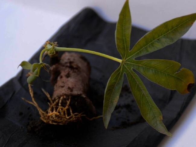 La materia prima es el almidón de yuca y su capacidad de biodegradación bajo condiciones de compostabilidad, posibilita la desintegración