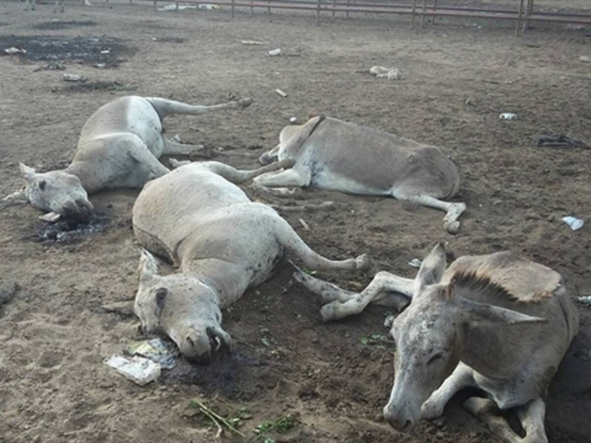 ​Indignación en Arauca por abandono de 211 burros venezolanos