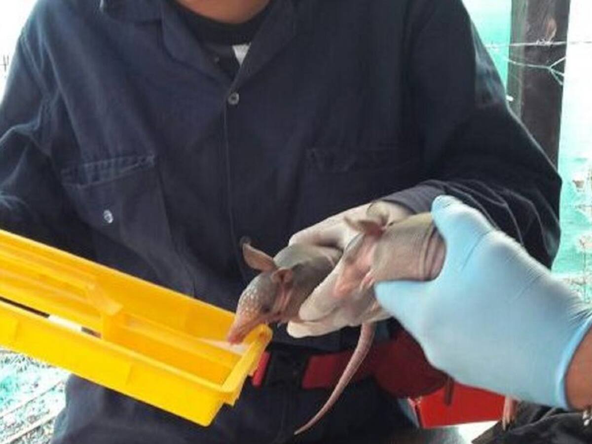 Instituto Humboldt hará seguimiento a especies afectadas en Lisama 158