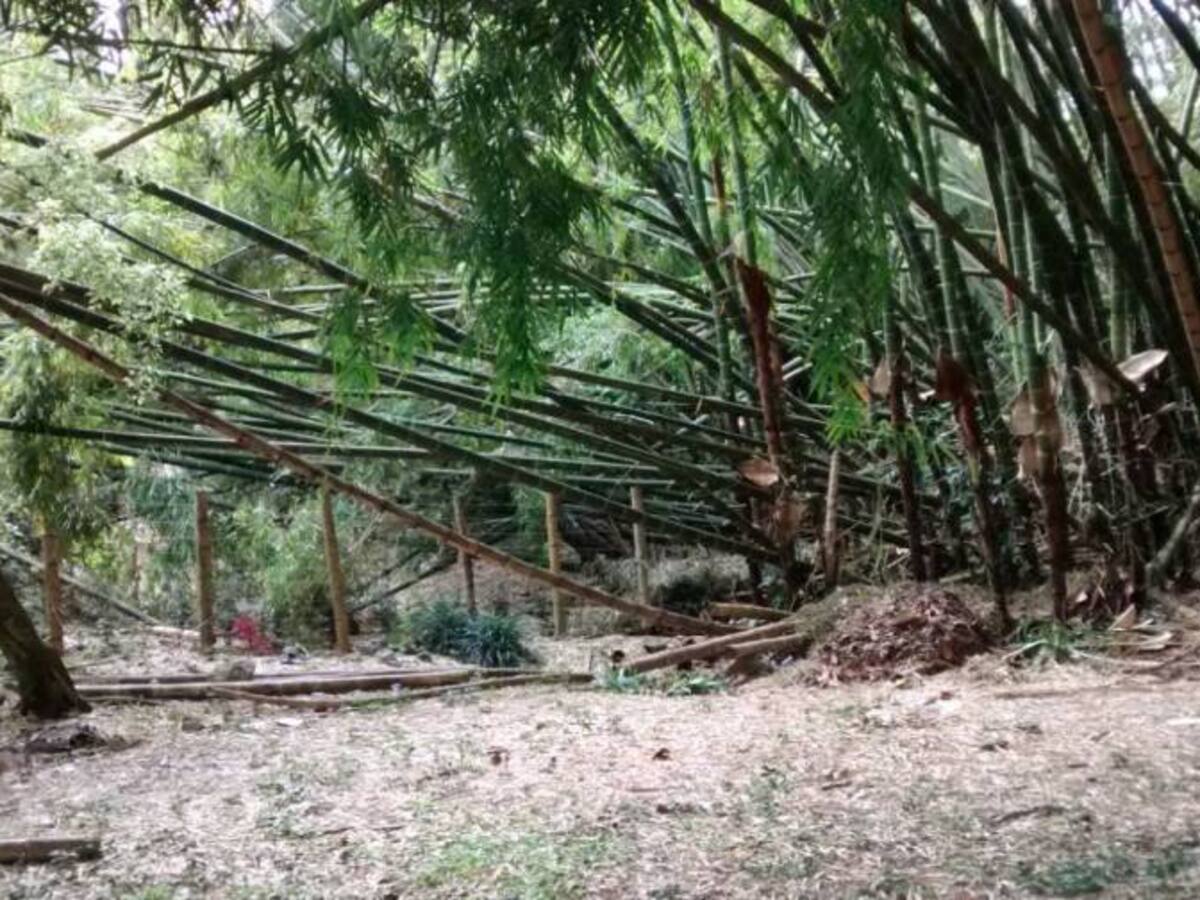 No se sabe quien taló el guadual de la carrera 15 bis con calle 12