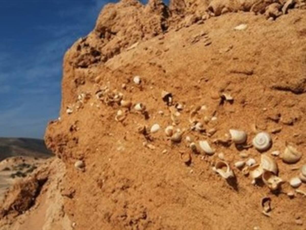 Caracoles fósiles dan pistas sobre cambio climático hace 34 millones de años