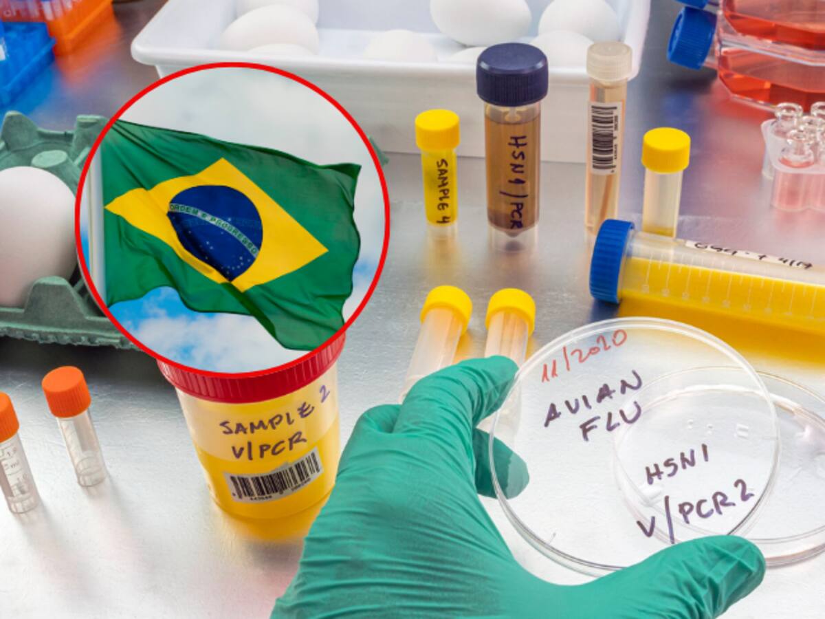 Brasil inicia ensayos clínicos en humanos de vacuna contra la gripe aviar
