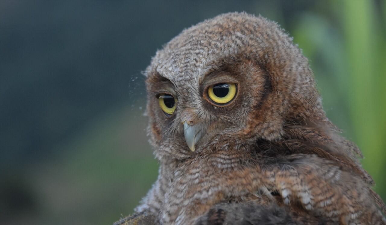 Muchas personas por desinformación recogen las aves y las llevan a casa, sin dimensionar el daño que hacen a la especie.