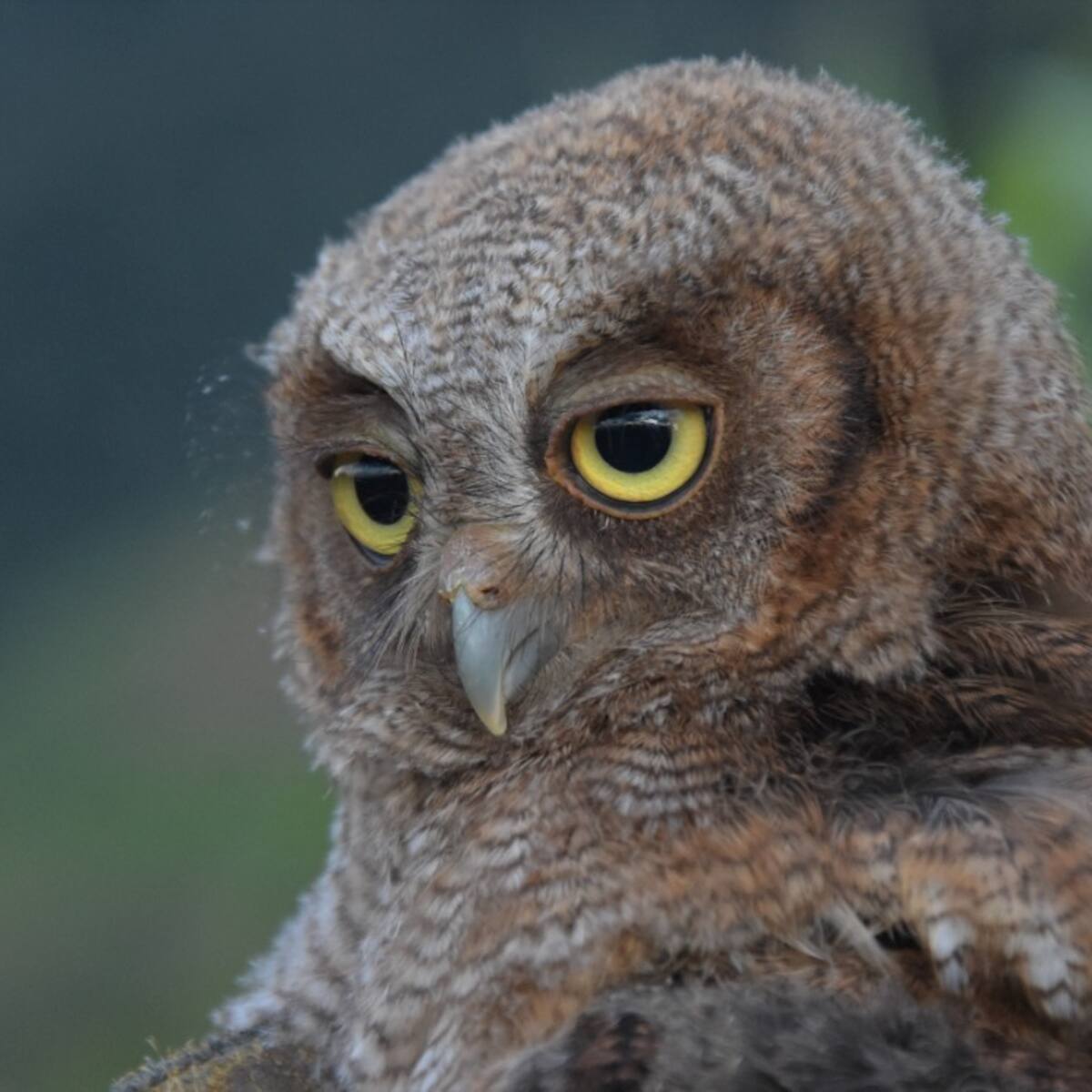 Autoridades ambientales en el Huila alertan por afectaciones a crías de búhos