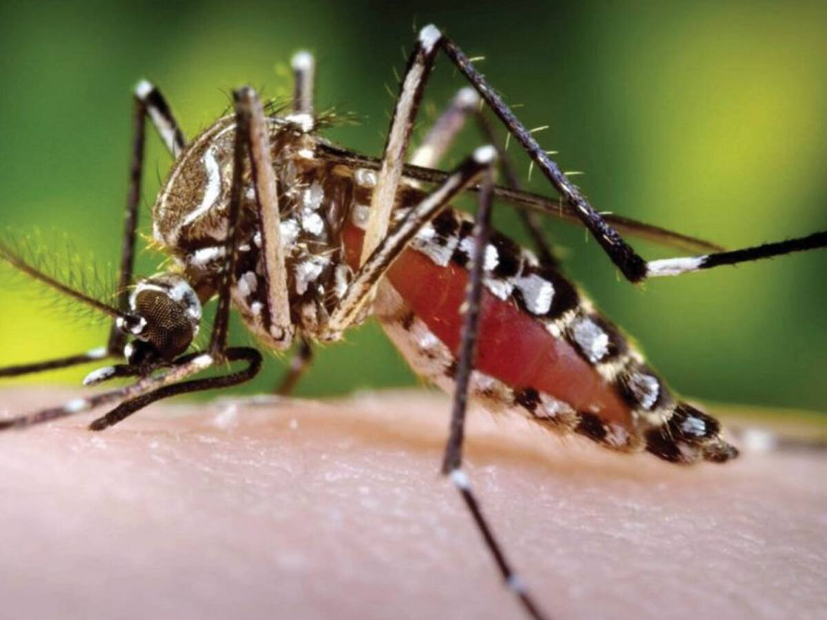 Adolescente de 16 años, nueva víctima fatal del dengue en Cartagena