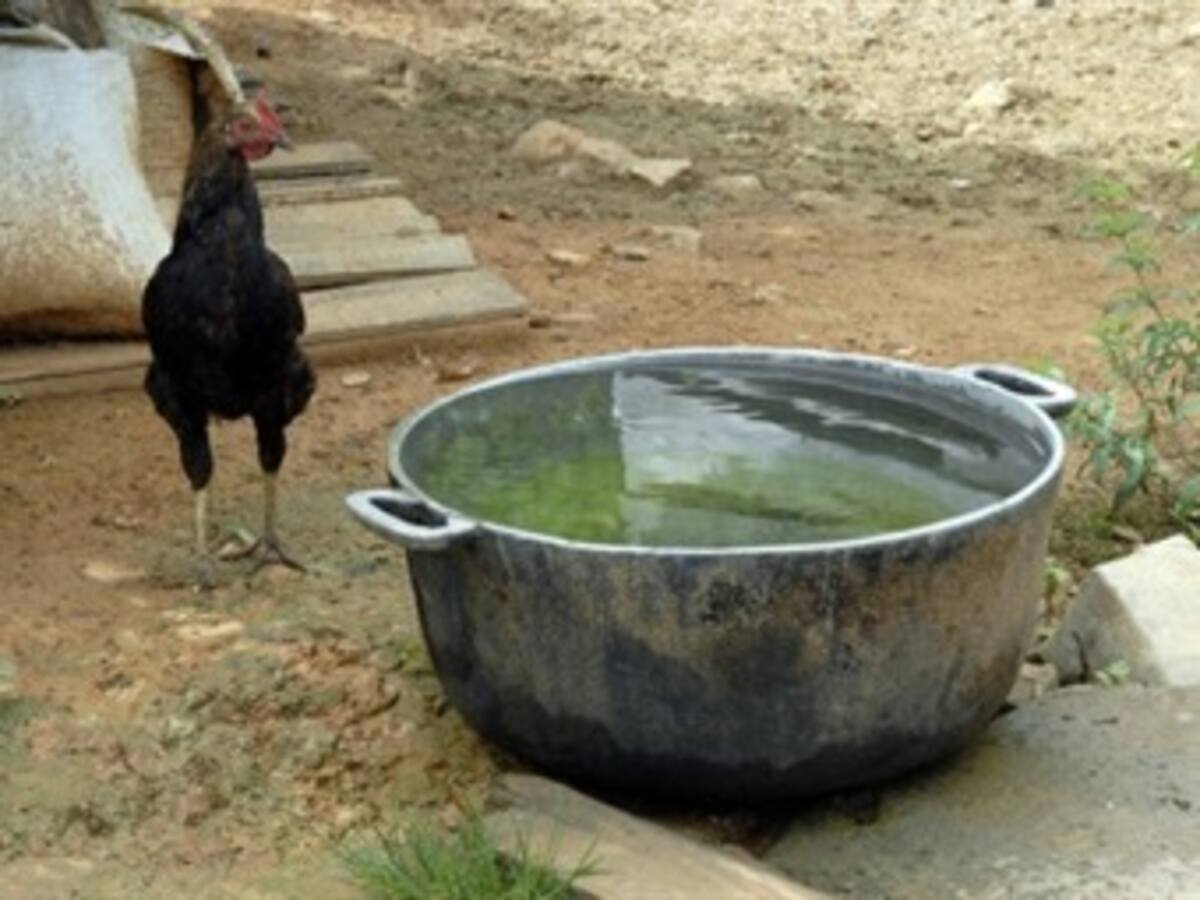 Datos del nuevo Código de Policía con respecto al trato animal