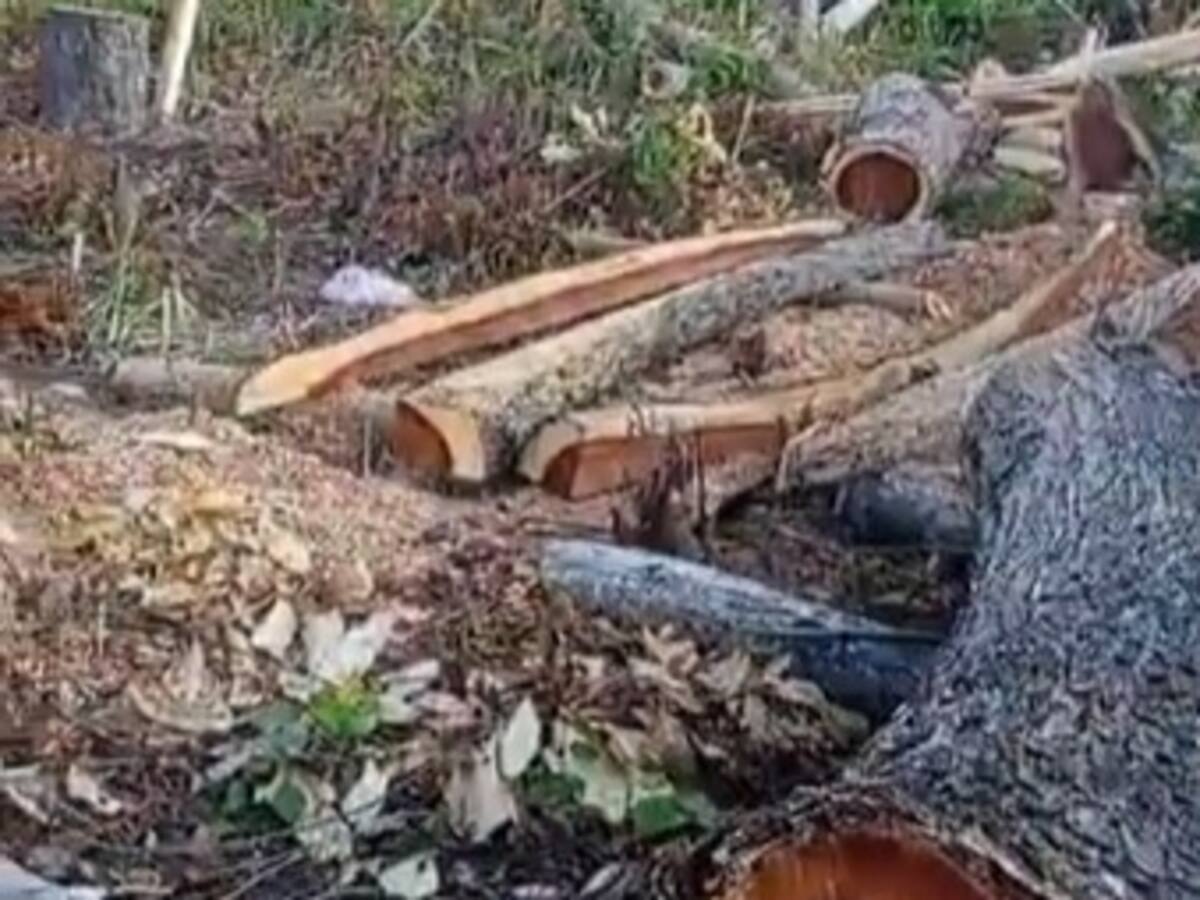 Denuncian que valles boscosos de áreas de Ciénaga son talados para luego vender la madera