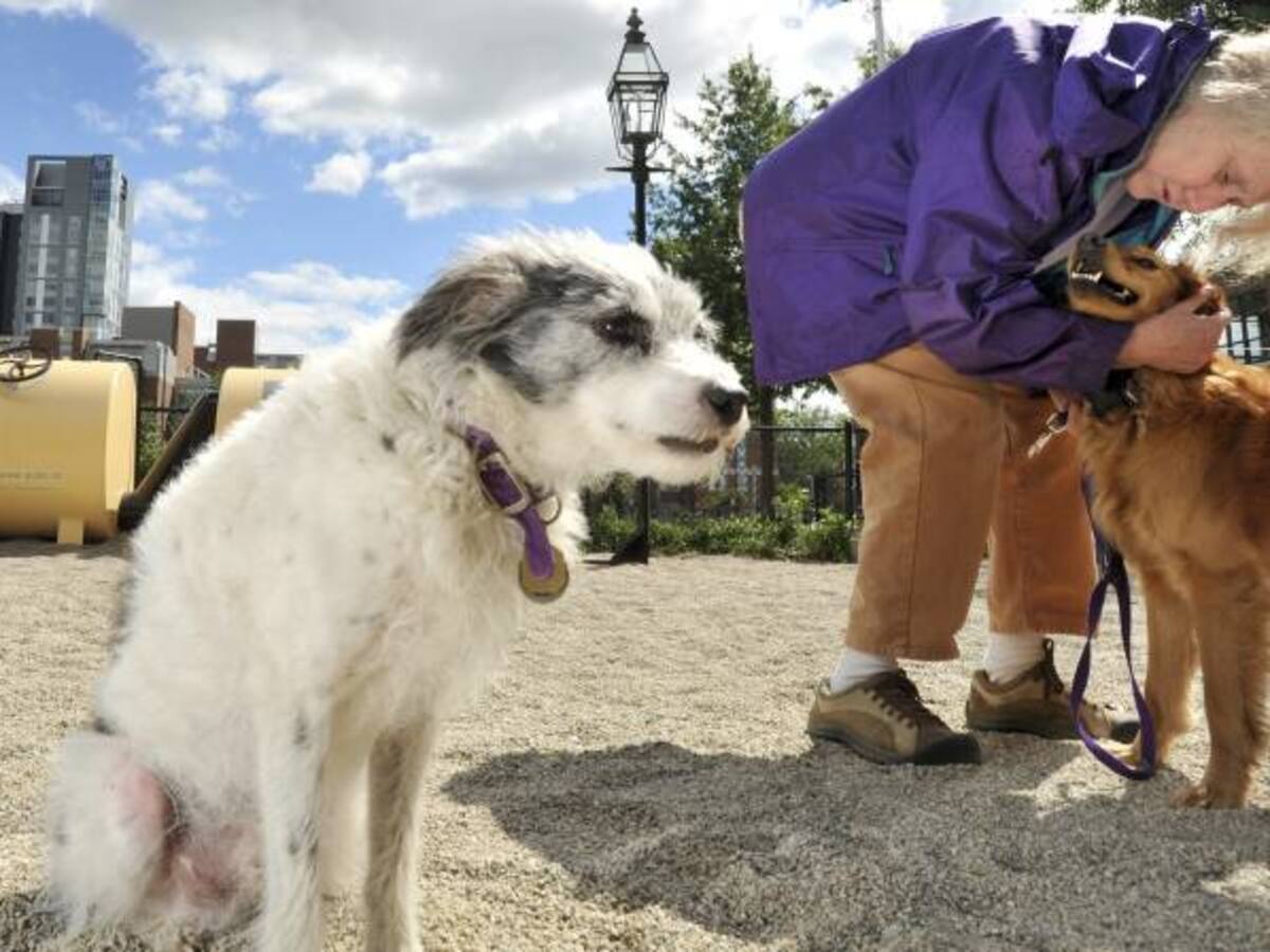 Tabata, una perrita motera