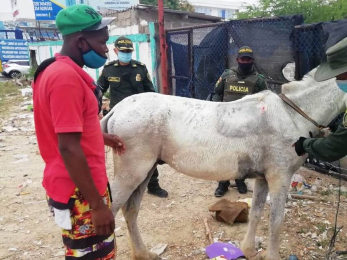 Caballo fue rescatado por la policía de Cartagena