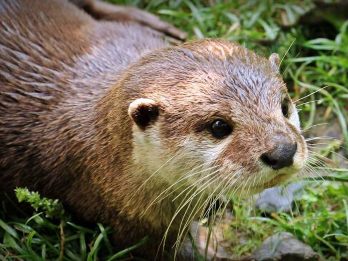 Háganse a un lado cachorros y gatos del mundo, llega la nutria a robarse la atención de Instagram