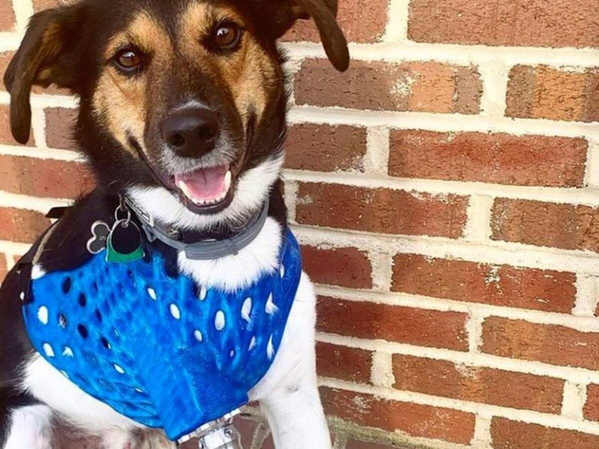 Estudiante de Diseño Industrial crea prótesis para mascotas