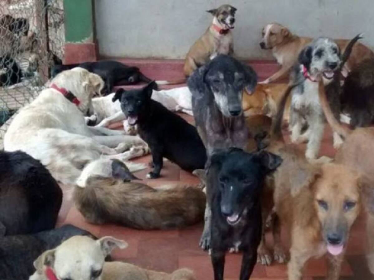 Los animales estarán incluidos en el Plan de Desarrollo de Antioquia