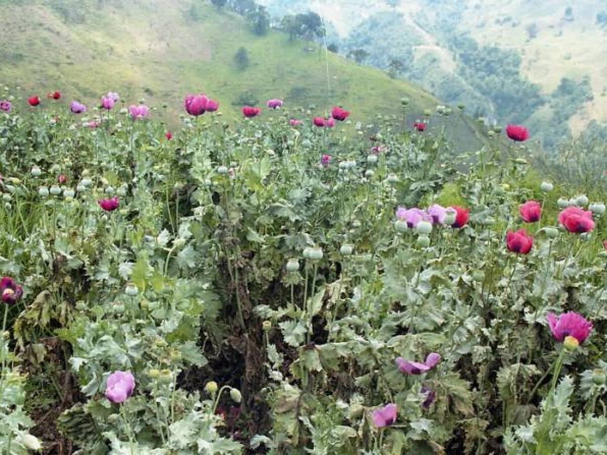 Cultivos de coca aumentaron en el año 2015 de 69.000 hectáreas a 96.000