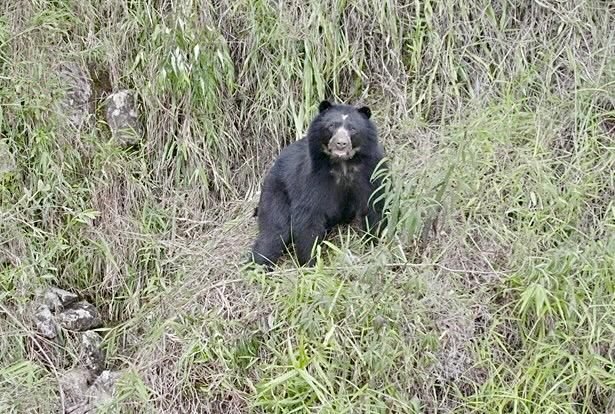 Habitantes aseguran que la única solución propuesta por la autoridad ambiental fue echar pólvora para espantar a los osos, pese a las pérdidas que ya enfrentan los campesinos.