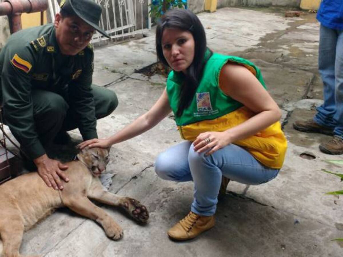 Familia tenía como mascota un puma