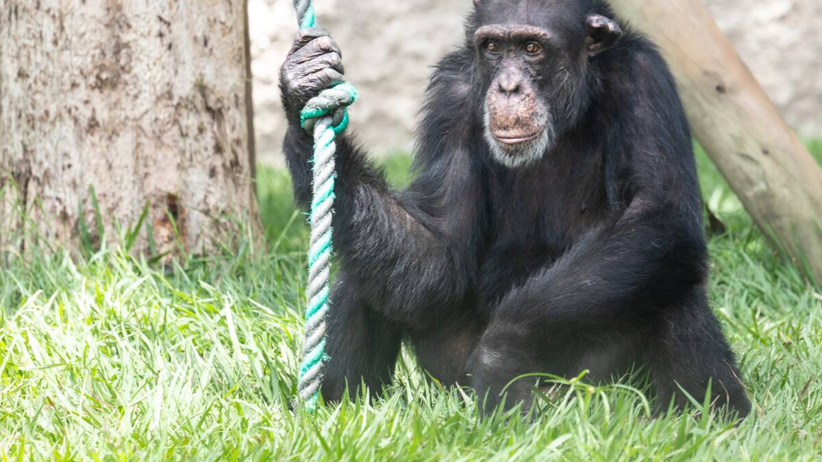 Carder estudiará la propuesta de trasladar al chimpancé Yoko a un santuario en Brasil