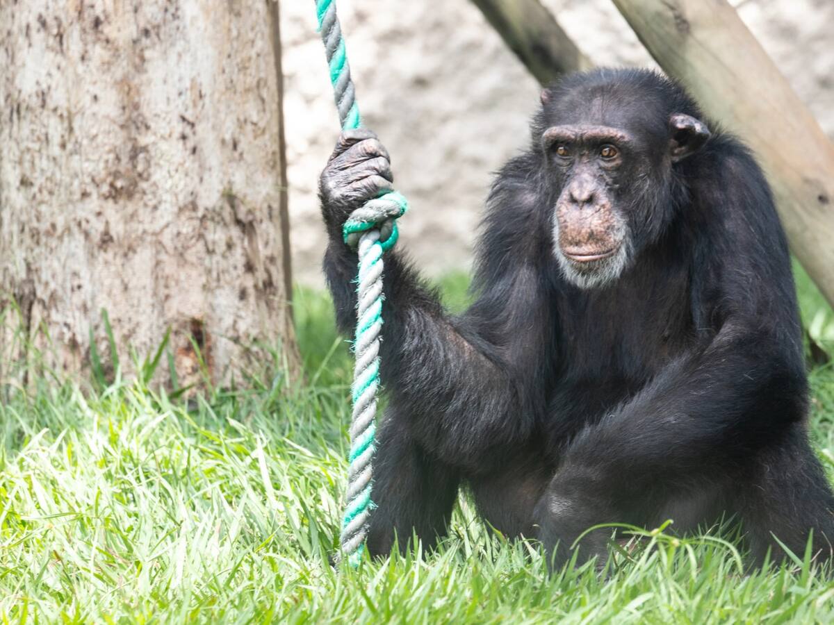 Carder estudiará la propuesta de trasladar al chimpancé Yoko a un santuario en Brasil