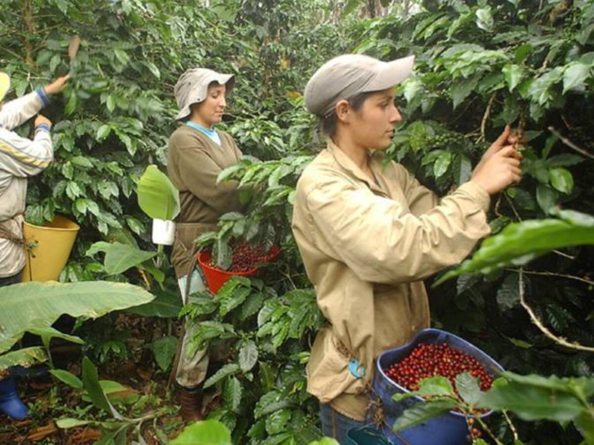 Restitución de tierras ha agilizado economía en el Valle del Cauca
