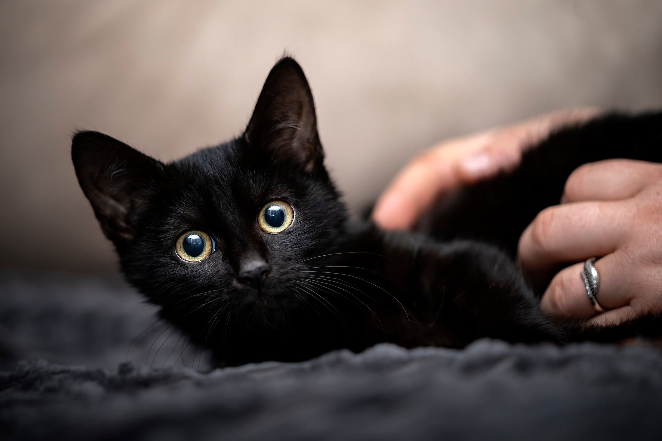 Gato pequeño mirando a la cámara (Foto vía Getty Images)