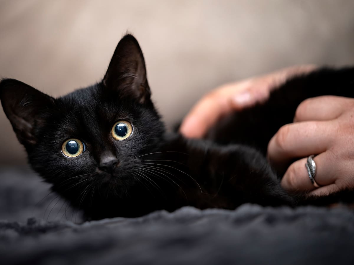 ¿Los ha visto? Todo sobre los gatos Angora negros: tipos que hay, precio, cuidados y más