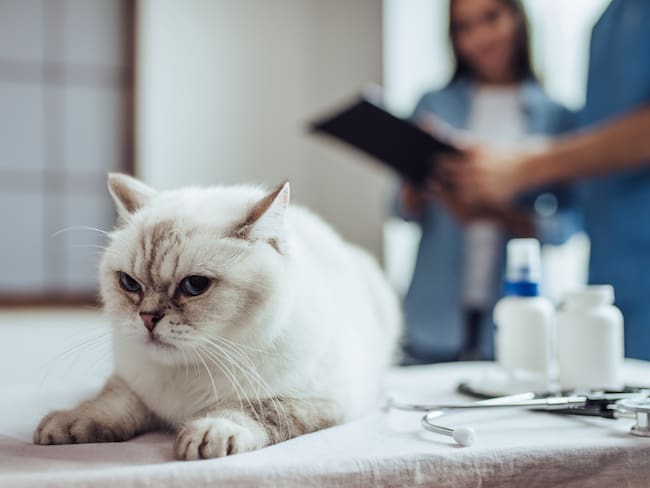 Gato recostado en una superficie durante una visita al veterinario (Getty Images)