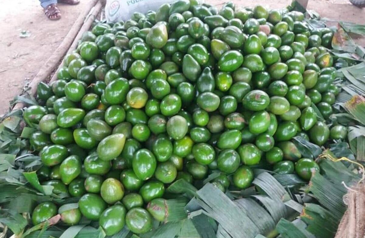 Aguacate. // Colprensa