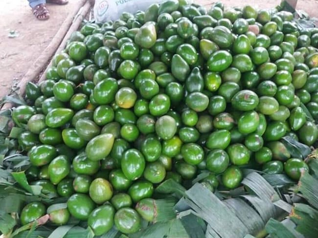 Aguacate. // Colprensa